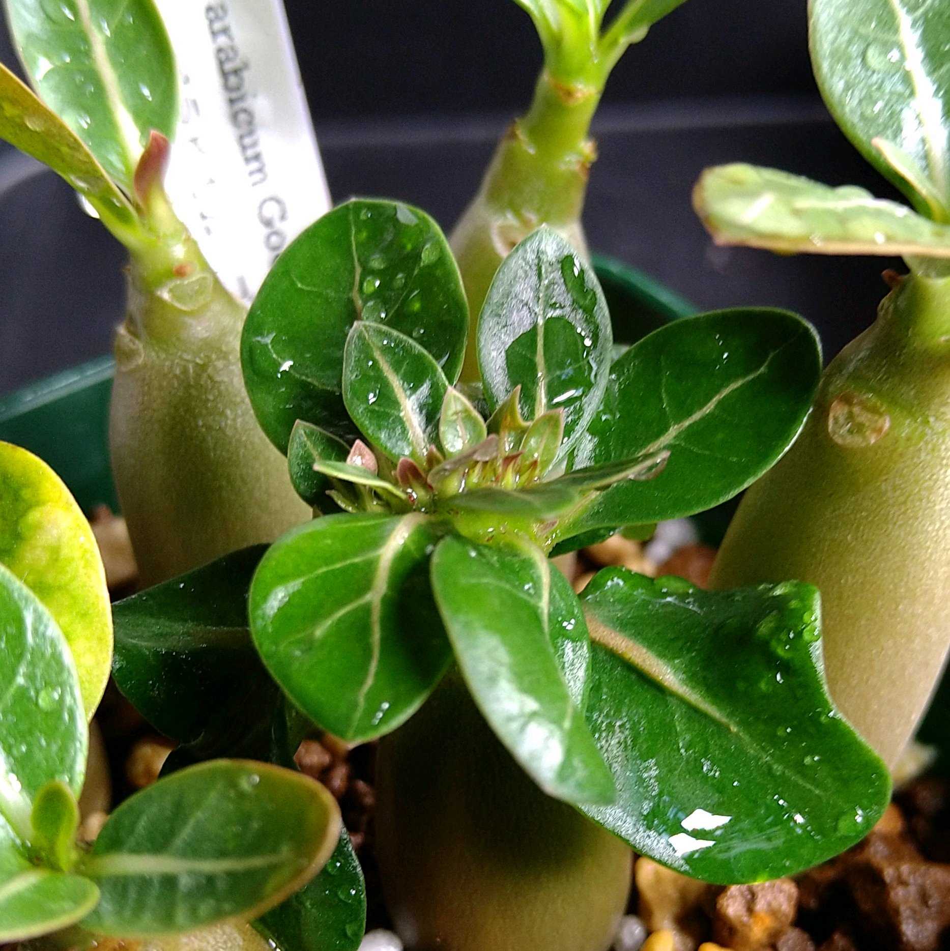 帯化(たいか) 帯化の一覧｜🍀GreenSnap（グリーンスナップ）