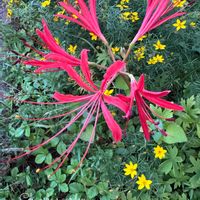 ヒガンバナ,ナツズイセン,タヌキノカミソリ,キュンキュン乙女倶楽部,HTCの画像