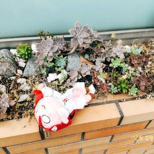 多肉,miyuki*･☪:.多肉,多肉植物,多肉大好き,多肉初心者の画像