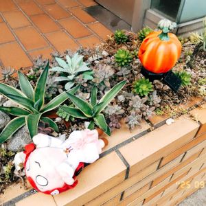 多肉,miyuki*･☪:.多肉,miyuki*･☪:.多肉,多肉植物,多肉大好きの画像