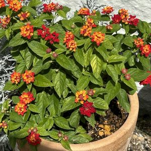 自己流ガーデニングの画像