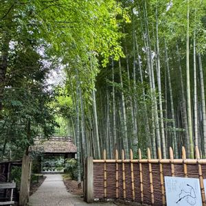 たけのこブーツ,碁盤の目,日本庭園,庭園,竹林の画像