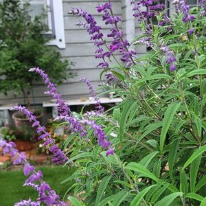 地植え,お花好き,すてき…♡,自己流ガーデニング,お花のある暮らし✩︎⡱の画像