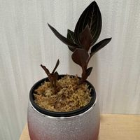 ホンコンシュスラン,ルディシア ディスカラー,観葉植物,植え替え,ジュエルオーキッドの画像