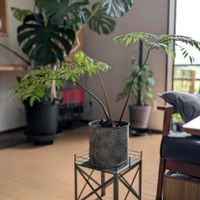 リュウビンタイ,シダ植物の画像