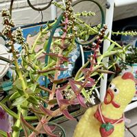 赤鬼城,多肉植物,にぃさんの日,いちごみるくちゃんに感謝♡の画像