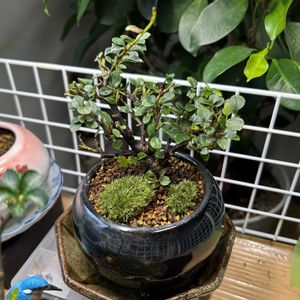 紅紫檀,紅紫檀（ベニシタン）,盆栽,ミニ盆栽,室内の画像