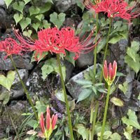 ヒガンバナ,ナツズイセン,ゲンノショウコ,ゼフィランサス(サフランモドキ),今日のお花の画像