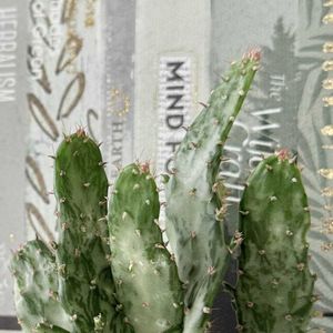 サボテン,尾形丸,バニー・カクタス,多肉植物,オプンチアの画像