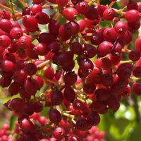 ブラシノキ,マメヅタ,ミズヒキ,ミズヒキ,サンゴジュの画像