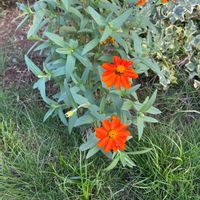 キバナコスモスの画像