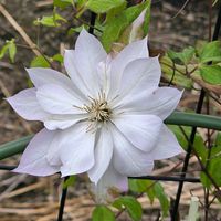 クレマチス,感謝,花のある暮らし,いつまでも,き　れ　い❤の画像