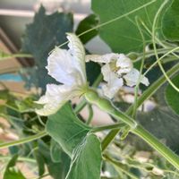 ヒョウタンの画像