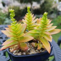 火祭り,多肉植物,クラッスラ,ガーデニング,神戸っ子だョ‼️全員集合の画像