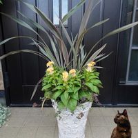 クローバー,ニューサイラン,さび猫,さび猫,セロシア『ジュラサーモン』の画像