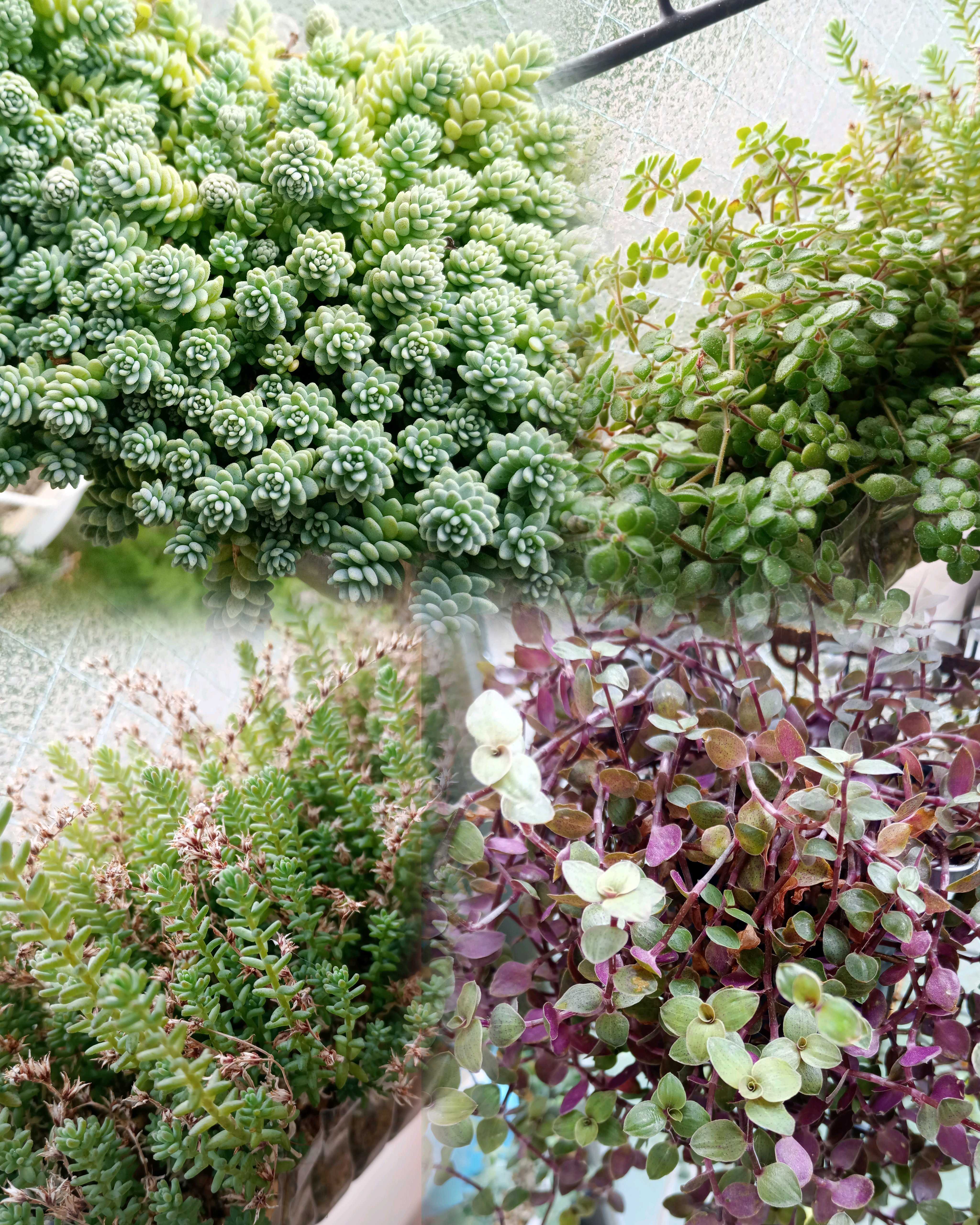 2025年 我が家のベランダで夏越しに成功したつぶつぶ多肉たち