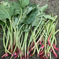 ルバーブ,癒し,美味しい,収穫の秋,家庭菜園の画像