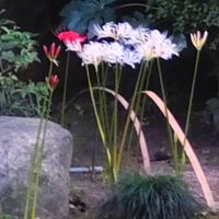 ヒガンバナ,ヒガンバナ,ヒガンバナ,ヒガンバナ,ヒガンバナの画像