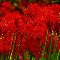 ヒガンバナ,山野草,繋がりに感謝✨,ミラーレス一眼,心穏やかにの画像