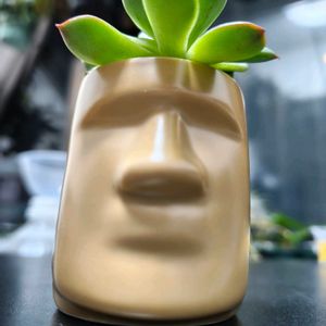 多肉,エケベリア,モアイ,多肉植物,観葉植物の画像