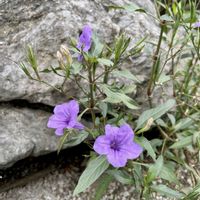 オクラ,ミソハギ,あずき,アシタバ,ムラサキルエリアの画像