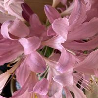 ナツズイセン,お花大好き♡,裏の畑,玄関内側の画像