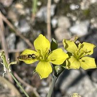 セルバチコ,ハーブの画像