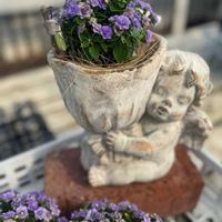 エキザカム,紅姫竜胆,エンジェル,リンドウ科,ベニヒメリンドウ属の画像