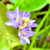 コナギ,ミズアオイ,雑草,お散歩,iPhone撮影の画像