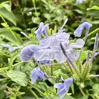 ジニア,ジニア,ラムズイヤー,ルリマツリ,プルンパーゴ(ルリマツリ)の画像