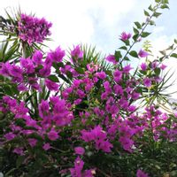ブーゲンビリア,南国の花,出かけ先の画像