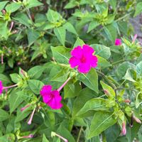 オシロイバナの画像
