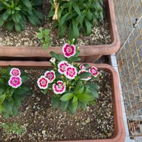 セキチクの画像