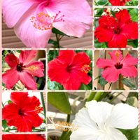 ストレリチア,カナリーヤシ,旅人の木,ハイビスカス ホワイトバタフライ,ハイビスカスヘップバーンピンクの画像