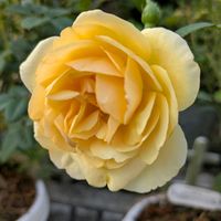 シコンノボタン,シコンノボタン,バラ,バラ,プルーンの画像