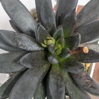 アフィニス,エケベリア アフィニス,葉挿し,エケベリア属,多肉初心者の画像