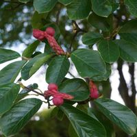 ハクモクレンの画像