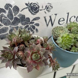 多肉植物,ベランダガーデニング,ステンシル,多肉多肉多肉,多肉のある暮らしの画像