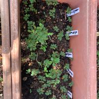 スベリヒユの画像