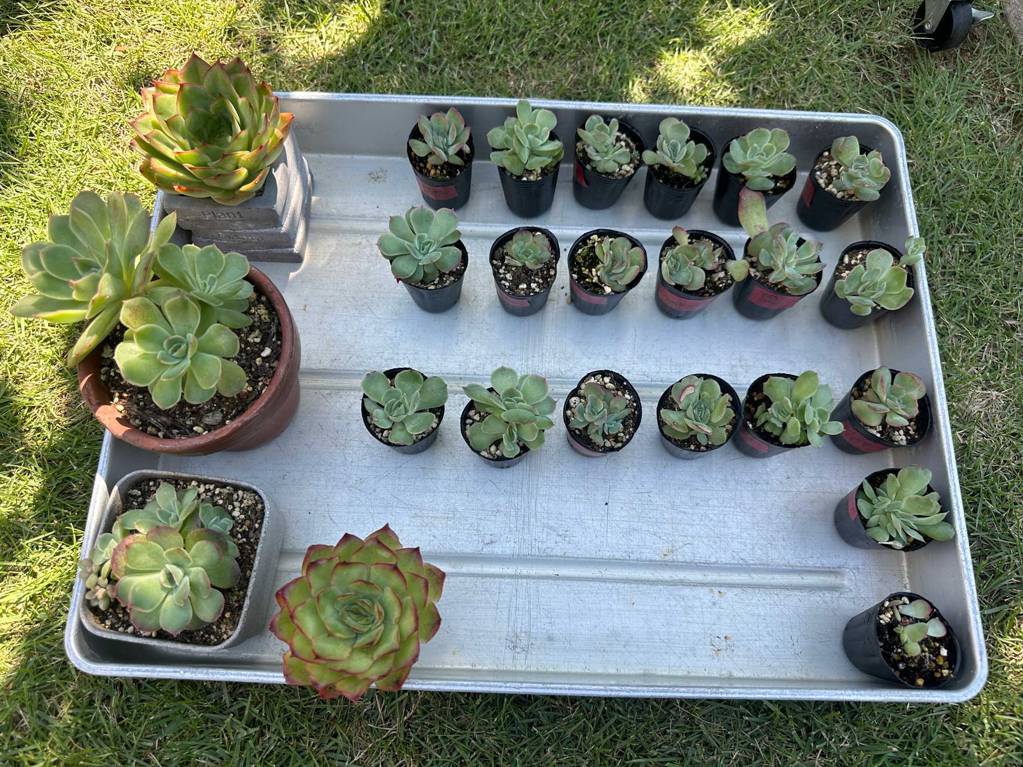 アップルベリー 多肉植物 セダム 多肉植物 セダム アップルベリー 7.5cmポット 観葉植物