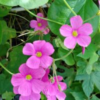 オキザリス,クジャクサボテン,クジャクサボテン,クジャクサボテン,プランター植えの画像