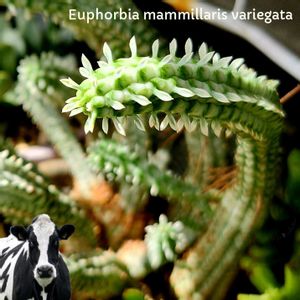 白樺キリン,ユーフォルビア 白樺キリン ミルクトロン,白樺麒麟,多肉植物,観葉植物の画像