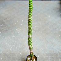 サボテン,瑠璃兜,ユーベルマニア　ペクチニフェラ,ユーリキニア・カスタネア・'スピラリス',多肉植物の画像