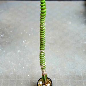 サボテン,瑠璃兜,ユーベルマニア　ペクチニフェラ,ユーリキニア・カスタネア・'スピラリス',多肉植物の画像