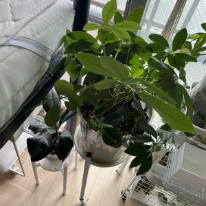 シェフレラ,カポック,観葉植物,100均観葉植物,植物大好きの画像