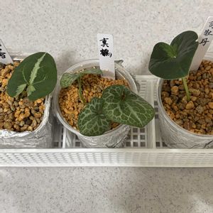 細辛,初心者,伝統園芸植物の画像