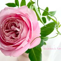 ハゴロモジャスミン,バラ,切り花,ピンクの花,切り花を楽しむの画像