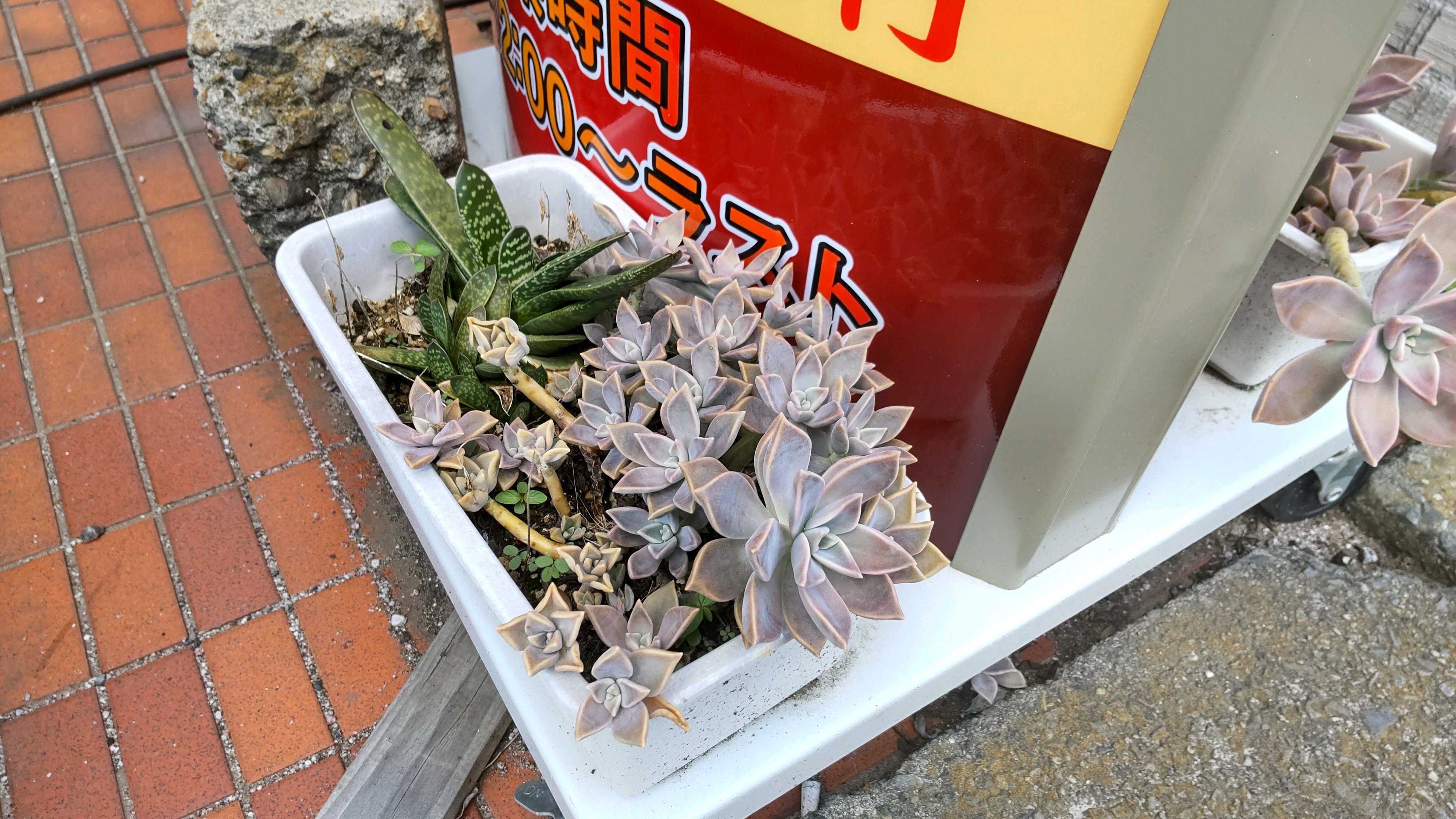 多肉植物 赤と緑のグラデーション*4 赤と緑のグラデーションが美しい！多肉植物の「夕映え」とは