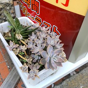 エケベリア シルエット,miyuki*･☪:.多肉,miyuki*･☪:.多肉,紅葉する多肉,可愛い多肉ちゃん❤︎の画像