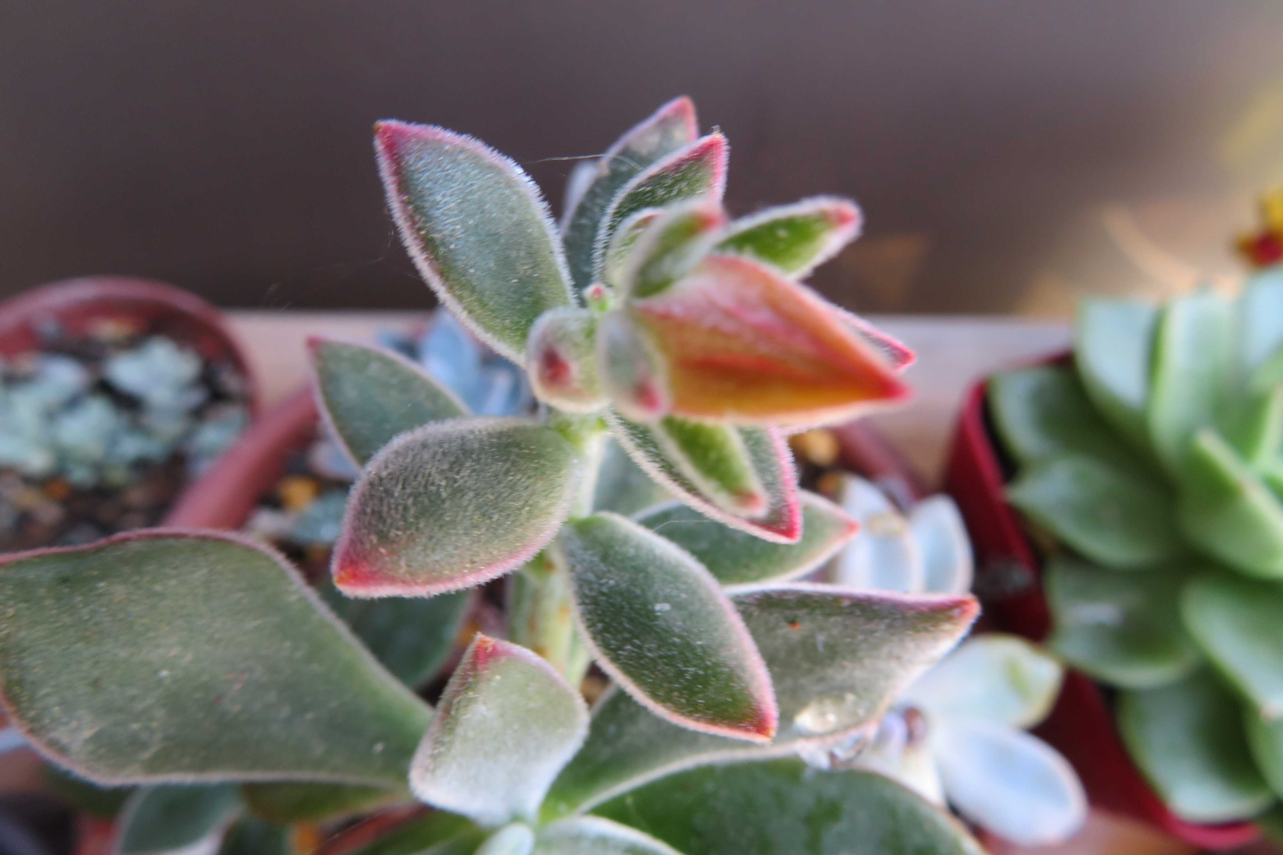 ハムシーの育て方｜日当たり加減や置き場所は？室内でもOK